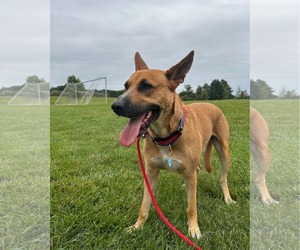 Jack Dixon - Male Carolina Dog-Unknown Mix Dog for Adoption - Photo #14