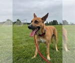 Small #13 Carolina Dog Mix