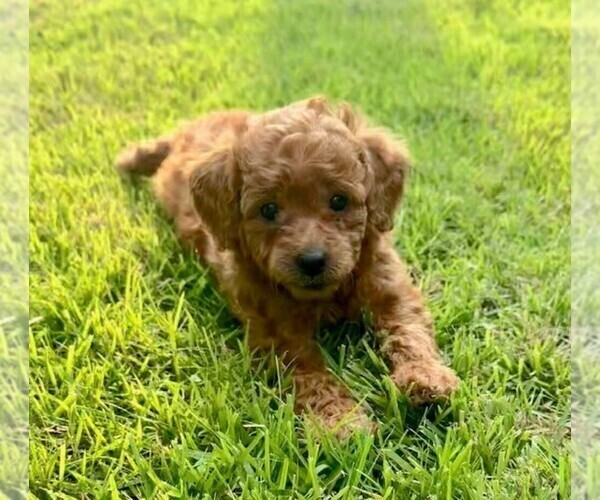 Medium Photo #6 Double Doodle Puppy For Sale in LAGRANGE, GA, USA