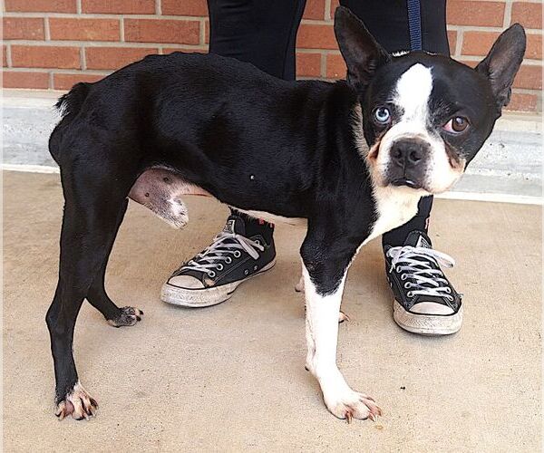 Medium Photo #1 Boston Terrier Puppy For Sale in Carrollton, TX, USA