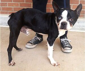 Boston Terrier Dogs for adoption in Carrollton, TX, USA