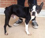 Small Boston Terrier