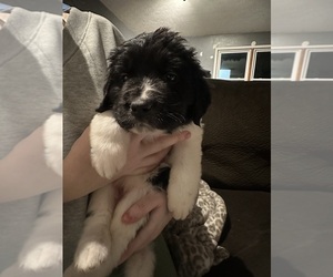 Medium Saint Bernewfie