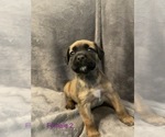 Small Photo #9 Boerboel Puppy For Sale in SUGAR LAND, TX, USA