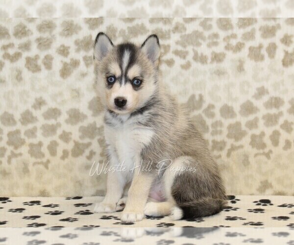 Medium Photo #3 Pomsky Puppy For Sale in DENVER, PA, USA