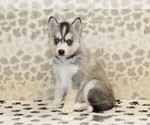 Small #2 Pomsky