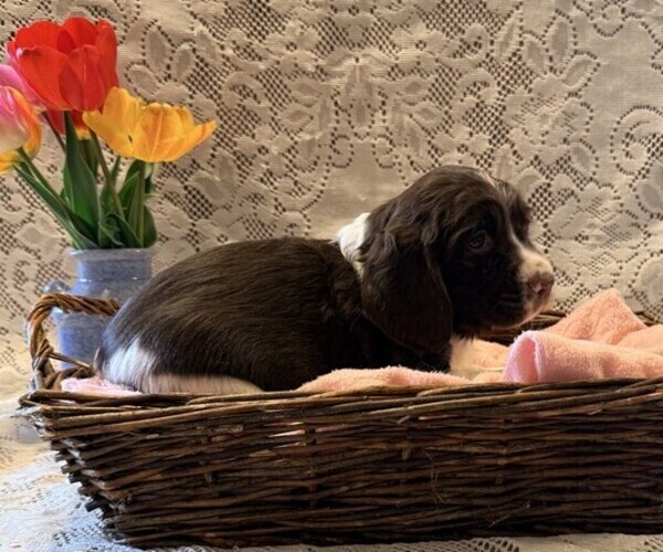 Medium Photo #4 English Springer Spaniel Puppy For Sale in OWEN, WI, USA