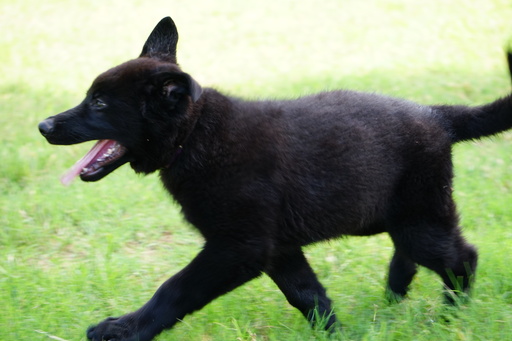 Medium Photo #1 German Shepherd Dog Puppy For Sale in NOBLE, OK, USA