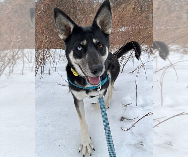 Medium Photo #6 Siberian Husky-Unknown Mix Puppy For Sale in Elmsford, NY, USA