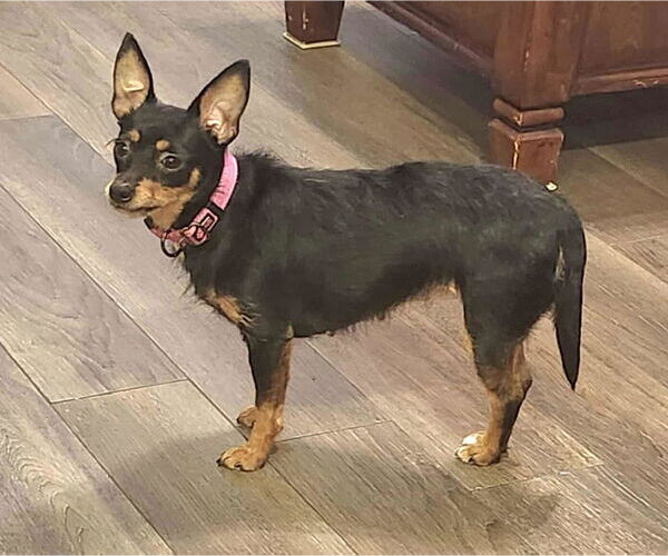 Medium Photo #3 Chipin Puppy For Sale in Princeton, MN, USA