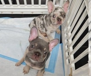 French Bulldog Puppy for sale in PLAINFIELD, NJ, USA