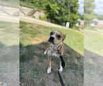 Small #3 Boston Terrier Mix