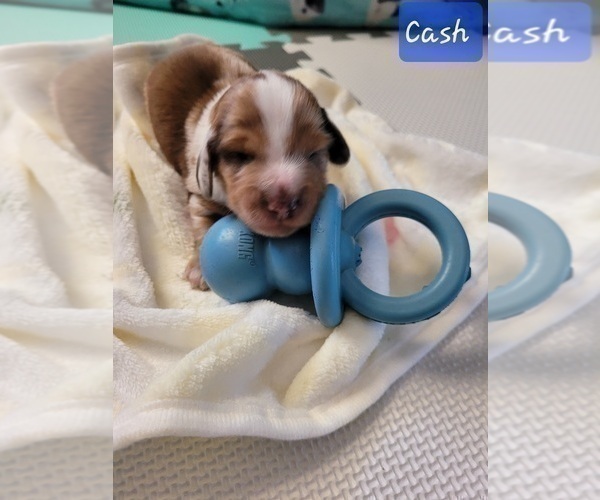 Medium Photo #4 Dachshund Puppy For Sale in THORNTON, CO, USA