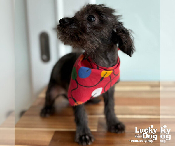 Medium Photo #2 Mutt Puppy For Sale in Washington, DC, USA