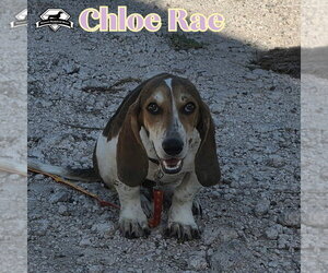 Chloe Rae - Female Basschshund Dog for Adoption - Photo #6