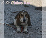Small Photo #6 Basschshund Puppy For Sale in San Antonio, TX, USA