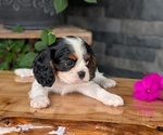 Small #4 Cavalier King Charles Spaniel