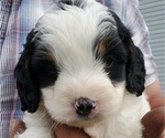 Small #31 Bernedoodle (Miniature)