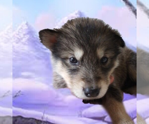 Medium Photo #3 Wolf Hybrid Puppy For Sale in BYBEE, TN, USA