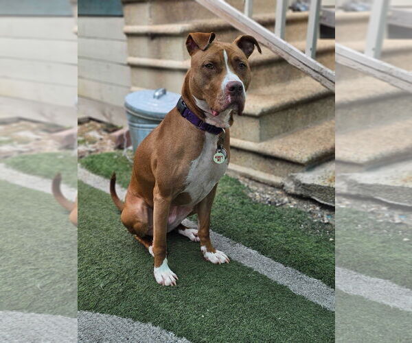 Medium Photo #1 American Pit Bull Terrier-Unknown Mix Puppy For Sale in New Orleans, LA, USA