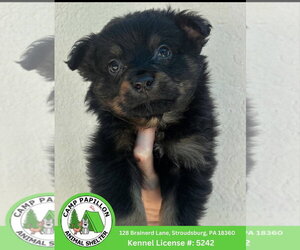 Australian Mountain Dog Dogs for adoption in Stroudsburg, PA, USA