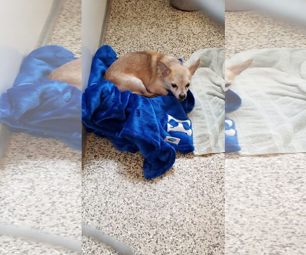 Medium Photo #1 Chihuahua-Unknown Mix Puppy For Sale in Unionville, PA, USA