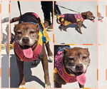 Small #1 American Pit Bull Terrier Mix