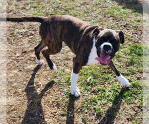 Boxer Puppy for sale in CABOOL, MO, USA