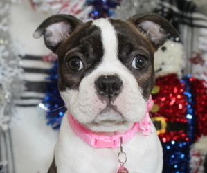 Boston Terrier Puppy for sale in BROOKSVILLE, FL, USA