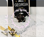 Small #5 French Bulldog