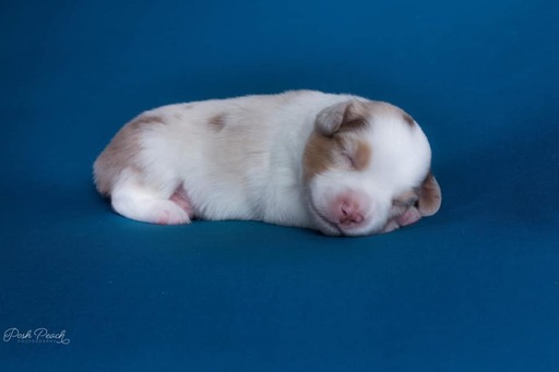 Medium Photo #2 Miniature American Shepherd Puppy For Sale in BONAIRE, GA, USA