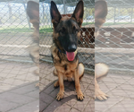 Small German Shepherd Dog