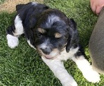 Small Photo #3 Cocker Spaniel Puppy For Sale in QUEEN CREEK, AZ, USA