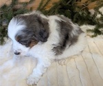 Small #2 Bernedoodle (Miniature)