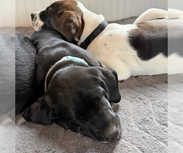 Medium Photo #3 Colonial Cocker Spaniel-Retriever  Mix Puppy For Sale in Fargo, ND, USA