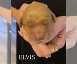 Small #1 Golden Retriever