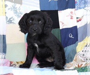 Cock-A-Poo Puppy for sale in FREDERICKSBG, OH, USA