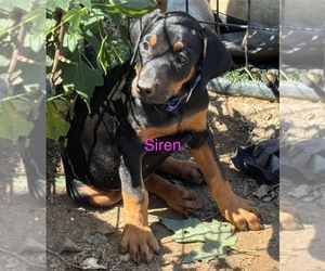 Doberman Pinscher Puppy for Sale in RICHMOND, Virginia USA