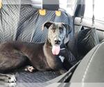 Small Great Dane Mix