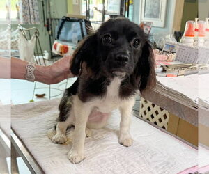 Dachshund-Unknown Mix Dogs for adoption in Benton, LA, USA
