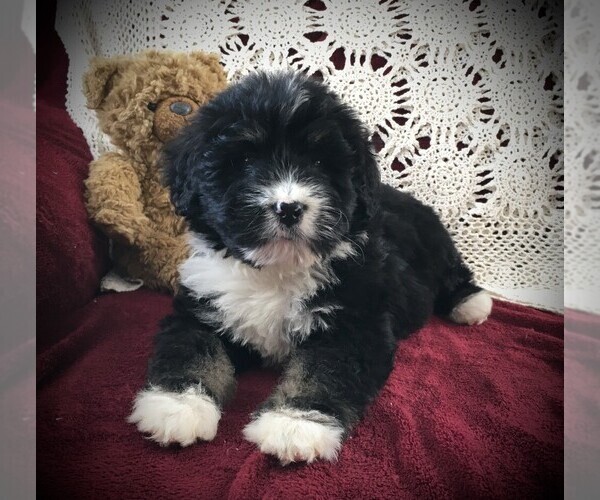 Medium Photo #3 Bernedoodle Puppy For Sale in CLARE, MI, USA