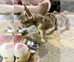 Small #4 French Bulldog