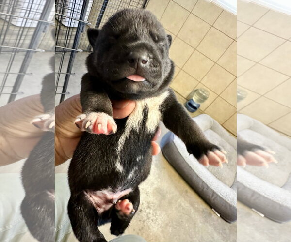 Medium Photo #6 Labrador Retriever-Unknown Mix Puppy For Sale in San Diego, CA, USA