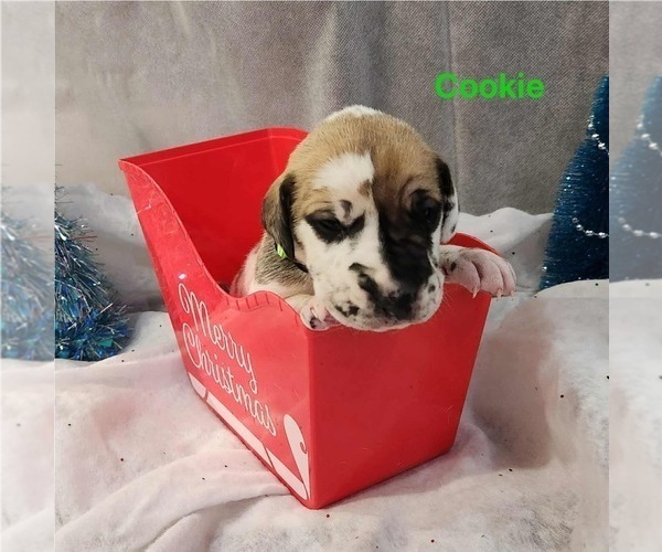 Medium Photo #7 Great Dane Puppy For Sale in BEL AIR, MD, USA