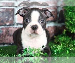 Boston Terrier Puppy for sale in BEL AIR, MD, USA