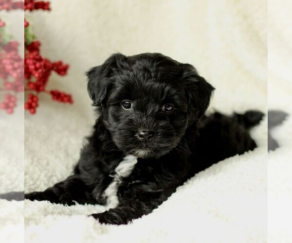 Medium Photo #3 Havapoo Puppy For Sale in LEOLA, PA, USA