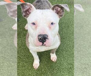 Mutt Dogs for adoption in Fayetteville, NC, USA