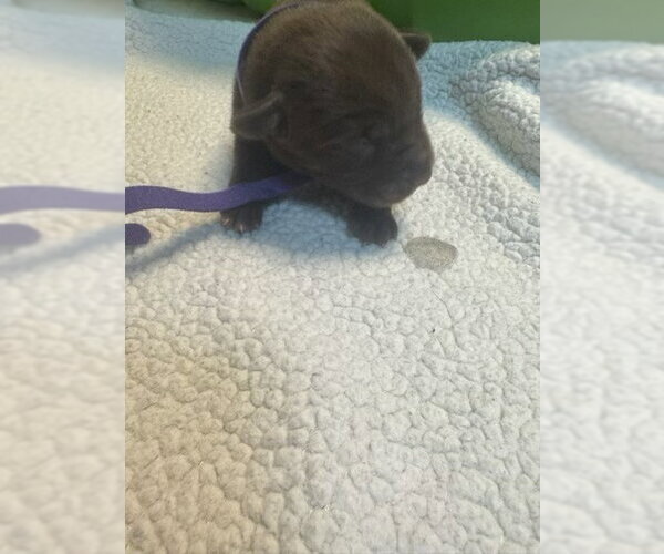 Medium Photo #2 American Pit Bull Terrier-Labrador Retriever Mix Puppy For Sale in MIDWAY, UT, USA