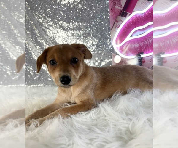 Medium Photo #4 Rat-Cha Puppy For Sale in INDIANAPOLIS, IN, USA