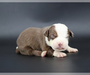 American Bully Puppy for sale in CHAMPAIGN, IL, USA